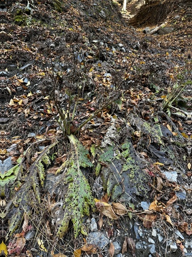 Cirsium purpuratum, photograph 4