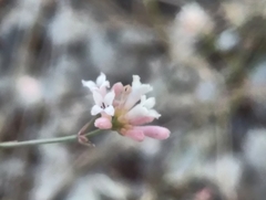 Asperula cynanchica