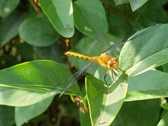 Sympetrum rubicundulum