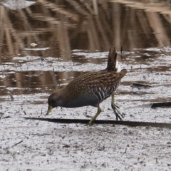 Porzana fluminea