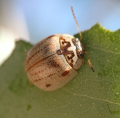 Paropsisterna m-fuscum