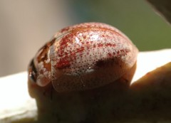 Paropsisterna m-fuscum