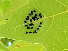 Eulophus