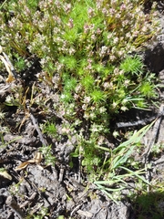 Navarretia intertexta