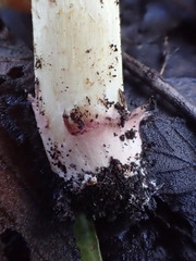Porpoloma
