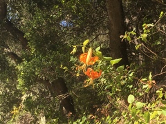 Lilium humboldtii