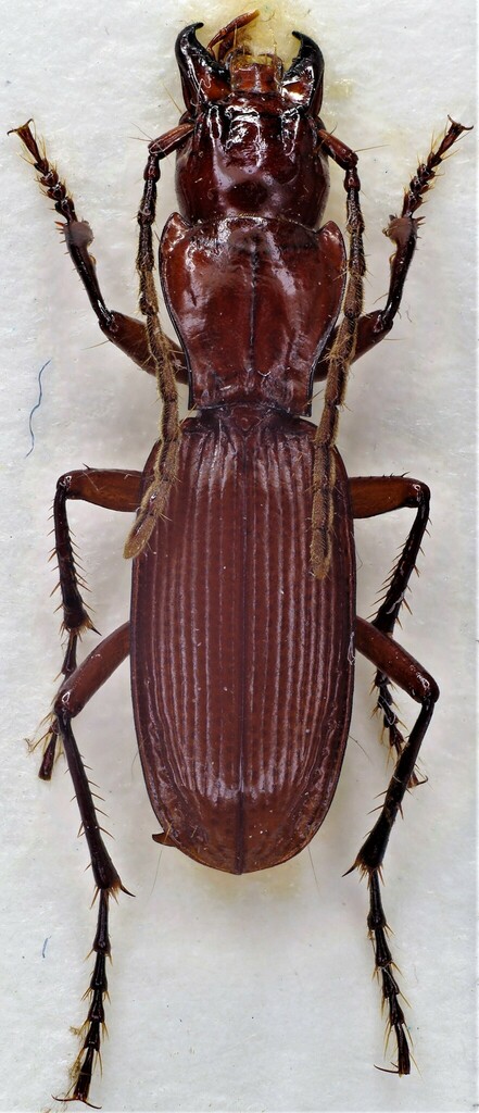 Speomolops