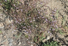 Limonium duriusculum