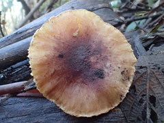 Porpoloma