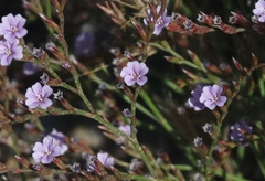 Limonium duriusculum