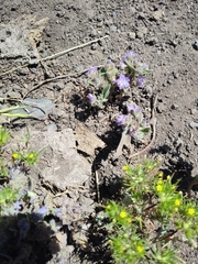 Phacelia humilis