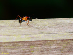 Camponotus festinus