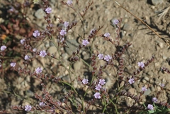 Limonium duriusculum
