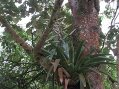 Tillandsia fendleri