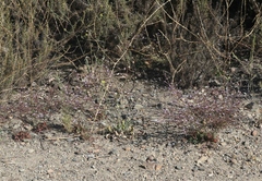 Limonium duriusculum