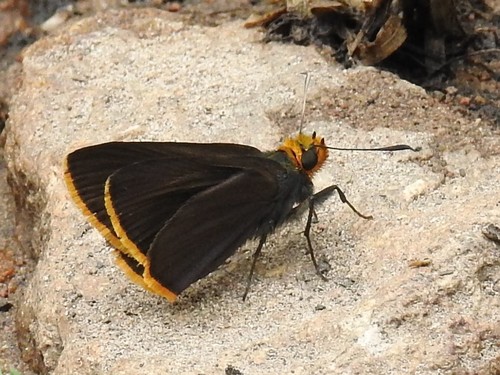 Orange-edged Roadside-Skipper