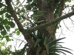 Tillandsia fendleri