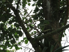 Tillandsia fendleri