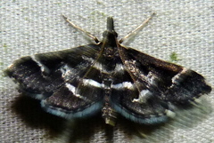 Diasemiodes janassialis