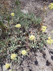 Oligogonum