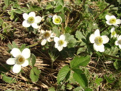 Anemonastrum