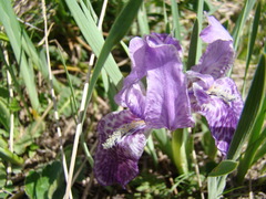 Iris kemaonensis