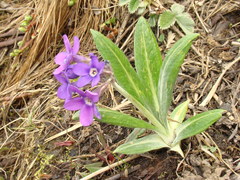 Primula macrophylla