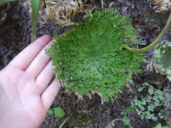 Selaginella pilifera