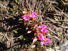 Primula rosea