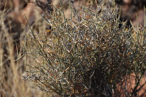 Image of Lacomucinaea lineata by (c) Tony Rebelo, some rights reserved (CC BY-SA)