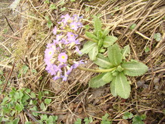 Primula denticulata