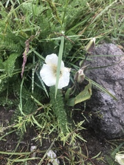Calochortus subalpinus