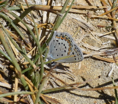 Plebejus fridayi