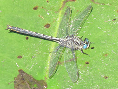 Arigomphus cornutus