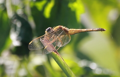 Crocothemis