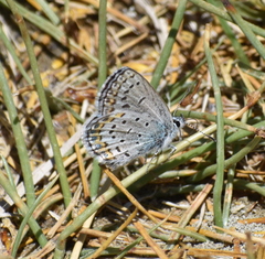 Plebejus fridayi