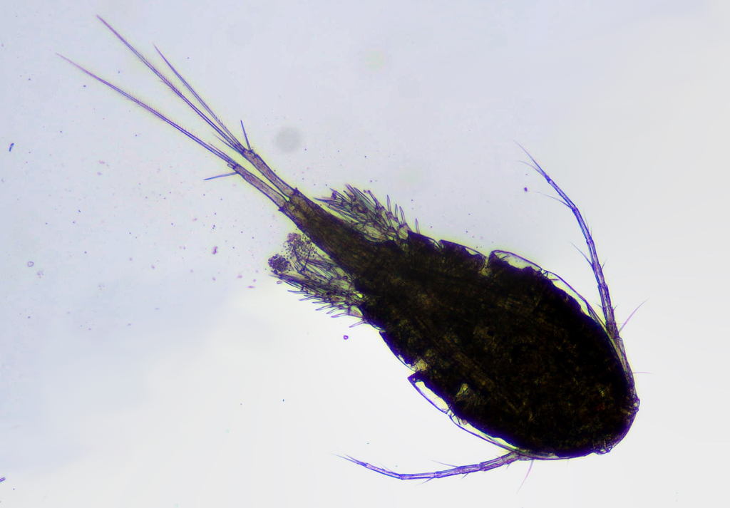 Eucyclops elegans