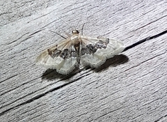 Idaea gemmata