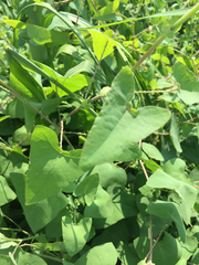 Persicaria senticosa