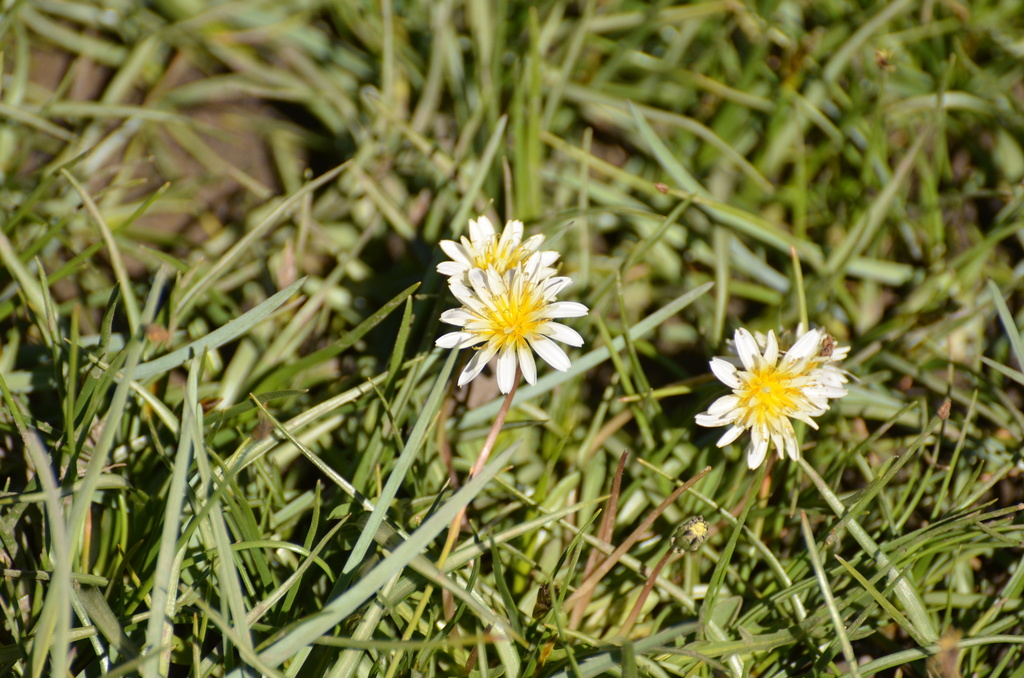 Leucantha