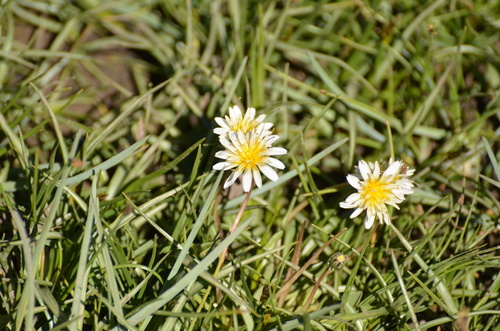 White Himalayan Dandelion (Taraxacum candidatum)