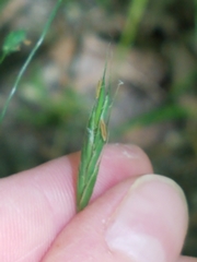 Bromus nottowayanus