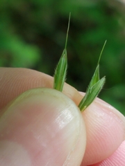Bromus nottowayanus