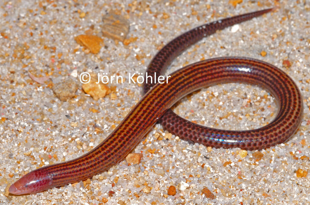 Blind Stone Skink