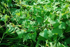 Persicaria senticosa