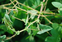 Persicaria senticosa