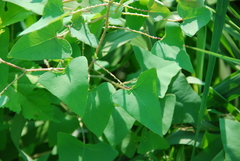 Persicaria senticosa