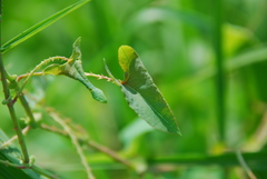 Persicaria senticosa
