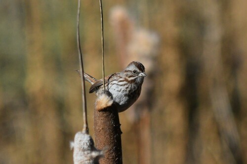 Song Sparrow photographed in New Mexico