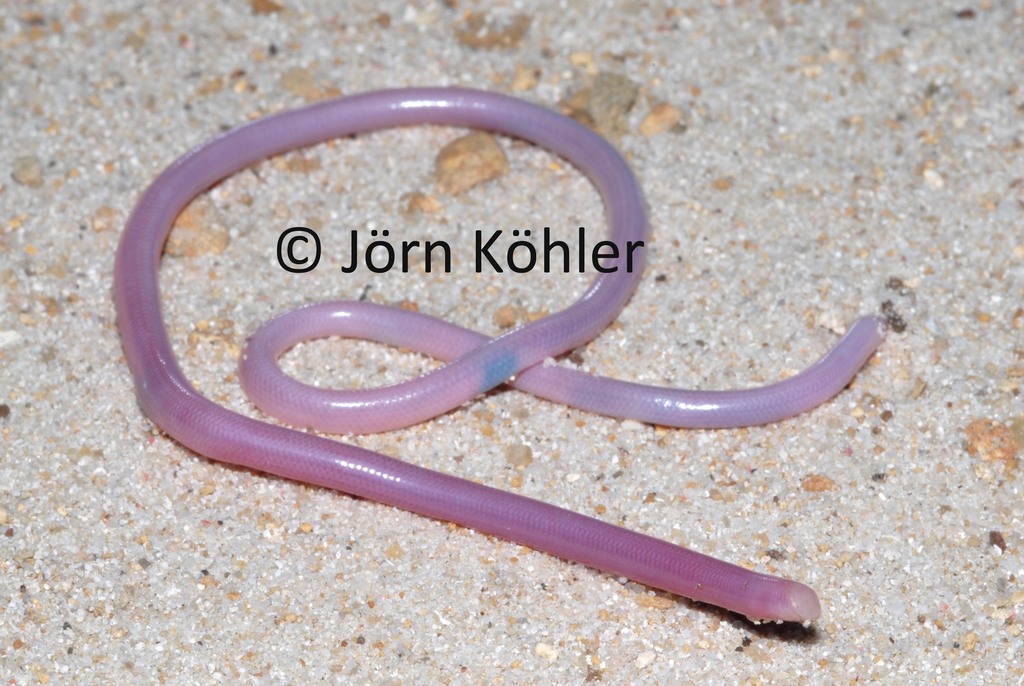 Xenotyphlopidae